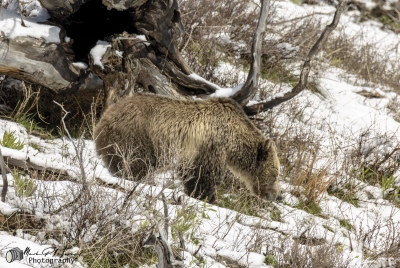 Snow and Cubs YNP May 2025
